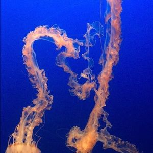 Meet your Posher, Nada