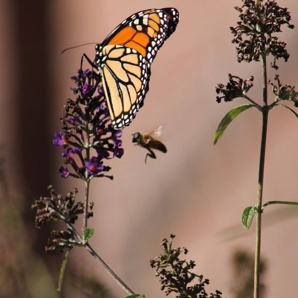 Meet your Posher, Michele