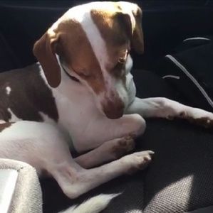 Meet your Posher, Shannon