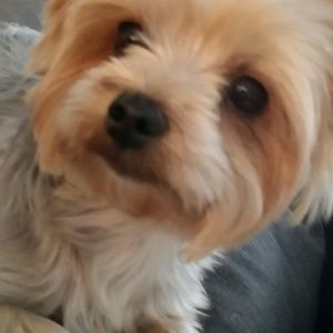 Meet your Posher, Rose