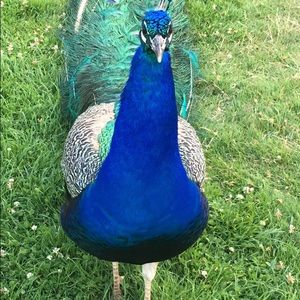 Meet your Posher, Diana