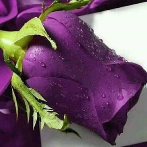 Meet your Posher, Judy