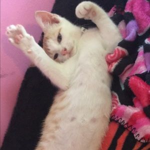 Meet your Posher, Sonya