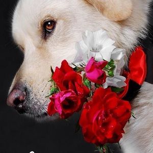 Meet your Posher, Carrie