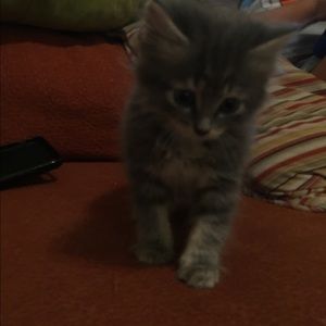 Meet your Posher, Hanan