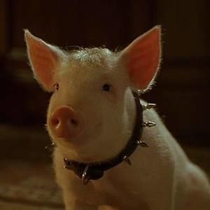 Meet your Posher, Pearl