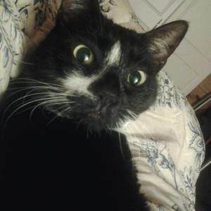 Meet your Posher, Susan