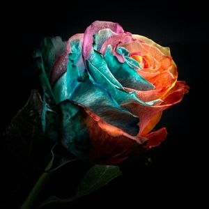 Meet your Posher, Alexandra