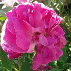 Meet your Posher, Ashlee