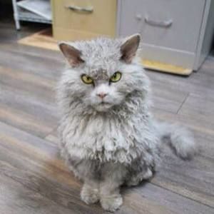 Meet your Posher, Ivan