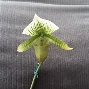 Meet your Posher, Cassie