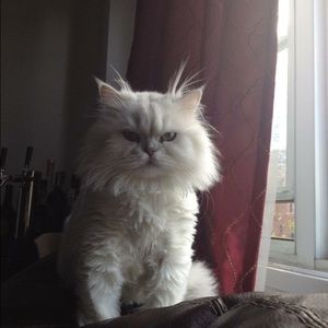 Meet your Posher, Karina