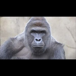 Meet your Posher, Jackson