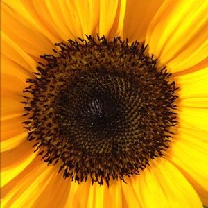 Meet your Posher, Molly