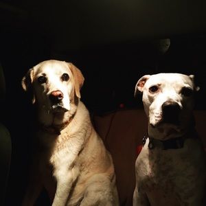 Meet your Posher, Miranda