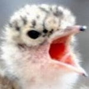 Meet your Posher, Victor