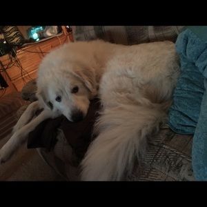 Meet your Posher, Shelbi