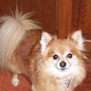 Meet your Posher, Loretta