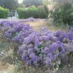 Meet your Posher, Yan