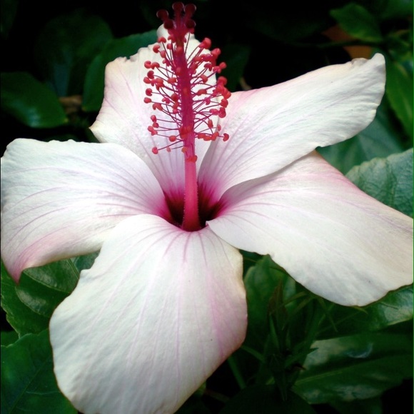 Meet your Posher, Shirley