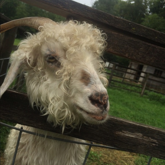 Meet your Posher, Anna