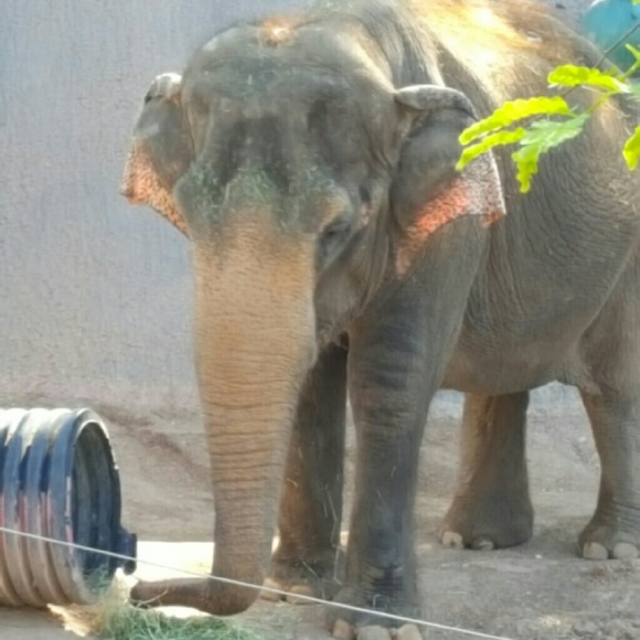 Meet your Posher, Cassandra - Picture 1 of 1