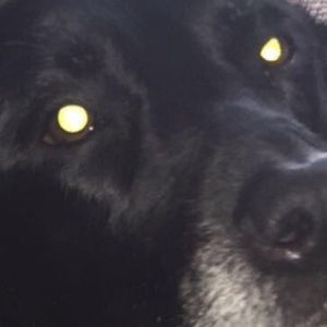 Meet your Posher, Paris