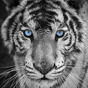 Meet your Posher, Yoandy