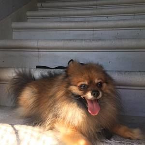 Meet your Posher, Annie