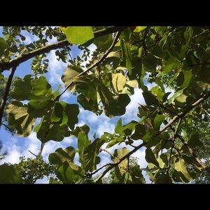 Meet your Posher, Elvis