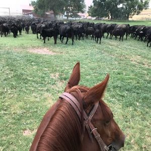 Meet your Posher, Rory