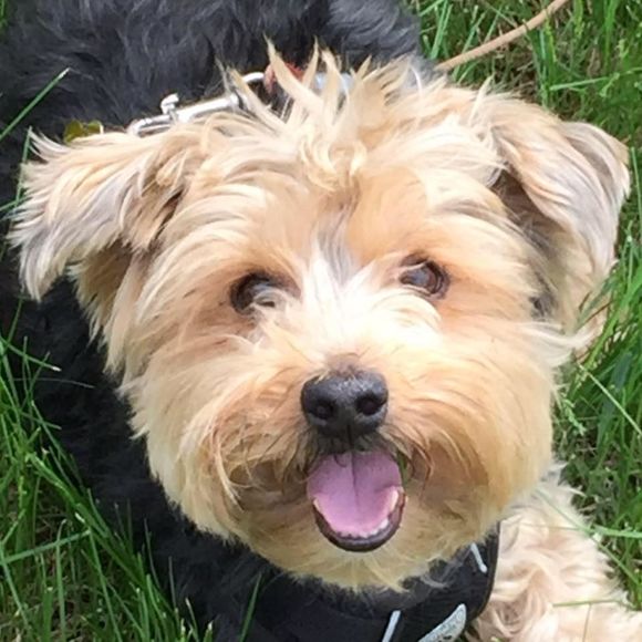 Meet your Posher, Avram - Picture 1 of 1