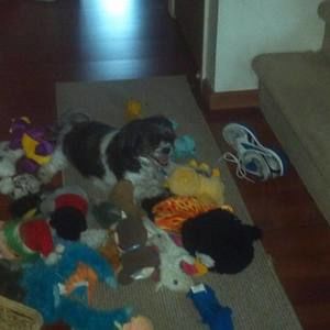 Meet your Posher, Carol