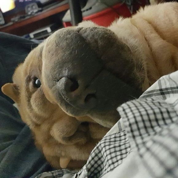 Meet your Posher, Susan - Picture 4 of 4