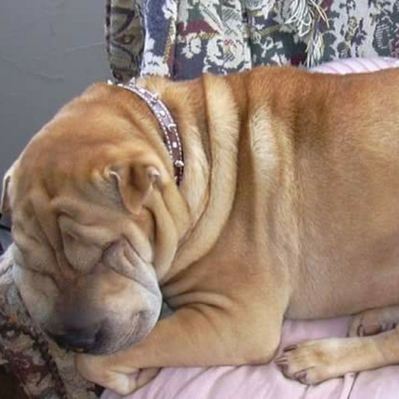 Meet your Posher, Susan - Picture 2 of 4