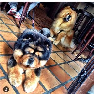 Meet your Posher, Jordan