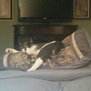 Meet your Posher, Graylin