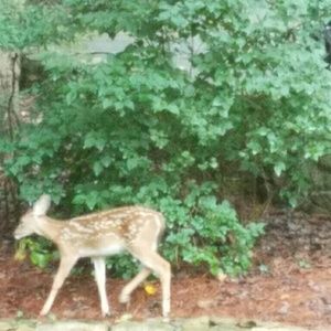 Meet your Posher, Leah