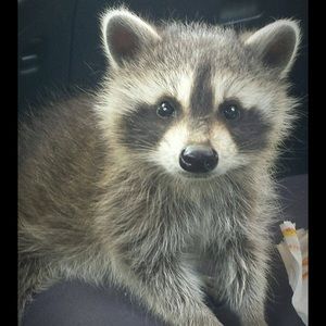 Meet your Posher, Wanda