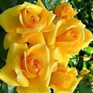 Meet your Posher, Rose