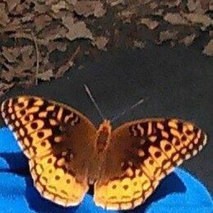 Meet your Posher, Damaris