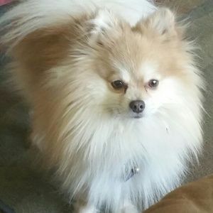 Meet your Posher, Dora