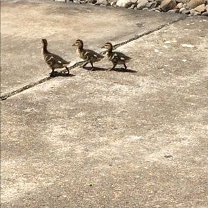 Meet your Posher, Sun