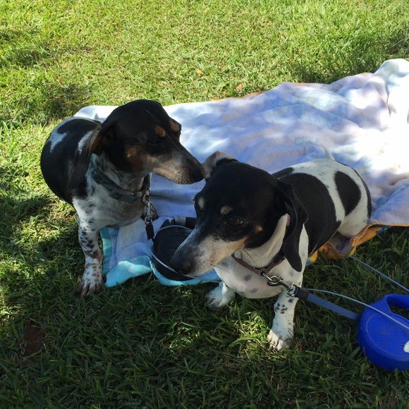 Meet your Posher, Merrio