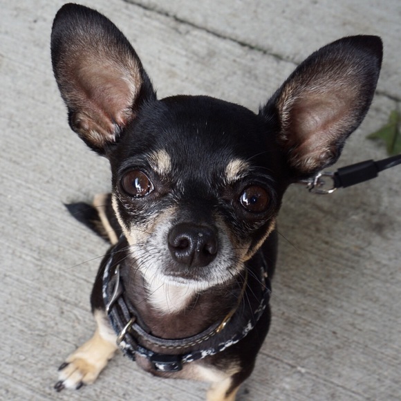 Meet Chip - he is not for sale but he's cute!