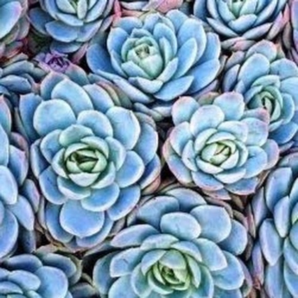 Meet your Posher, Hens - Picture 1 of 1