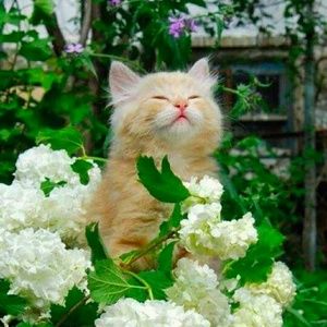 Meet your Posher, Ginger