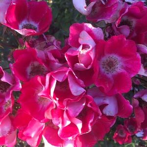 Meet your Posher, Lana