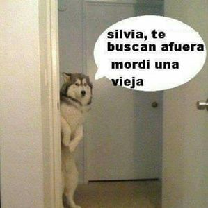 Meet your Posher, Silvia