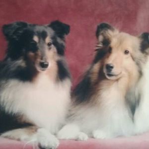 Meet your Posher, Susan